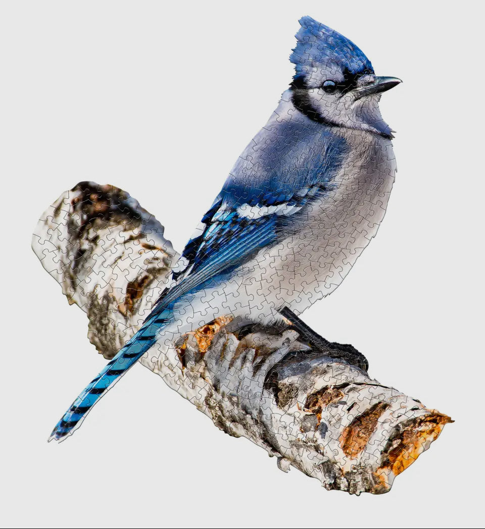 I AM BLUE JAY 300 PIECE PUZZLE