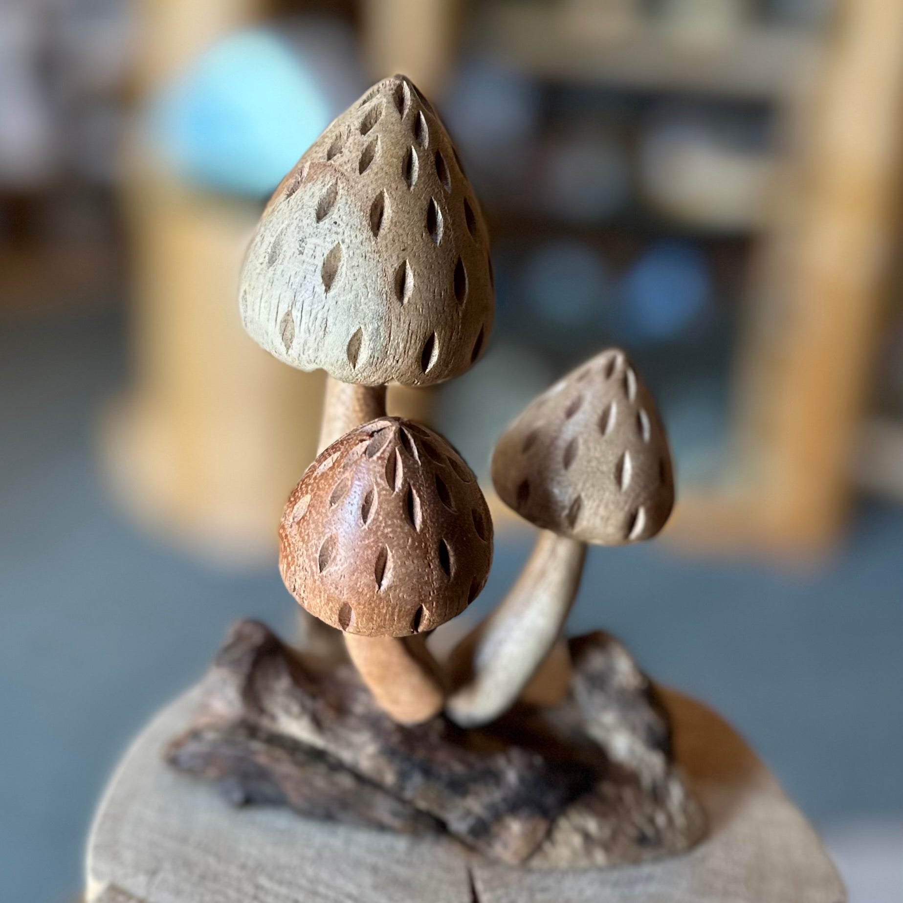 MOREL MUSHROOMS ON ROOT 6”
