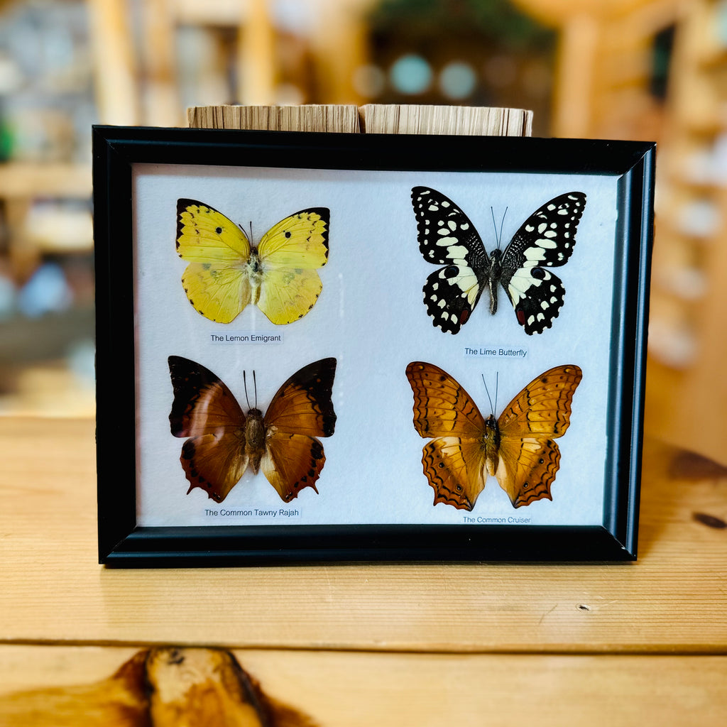 BUTTERFLY SPECIMENS FRAMED