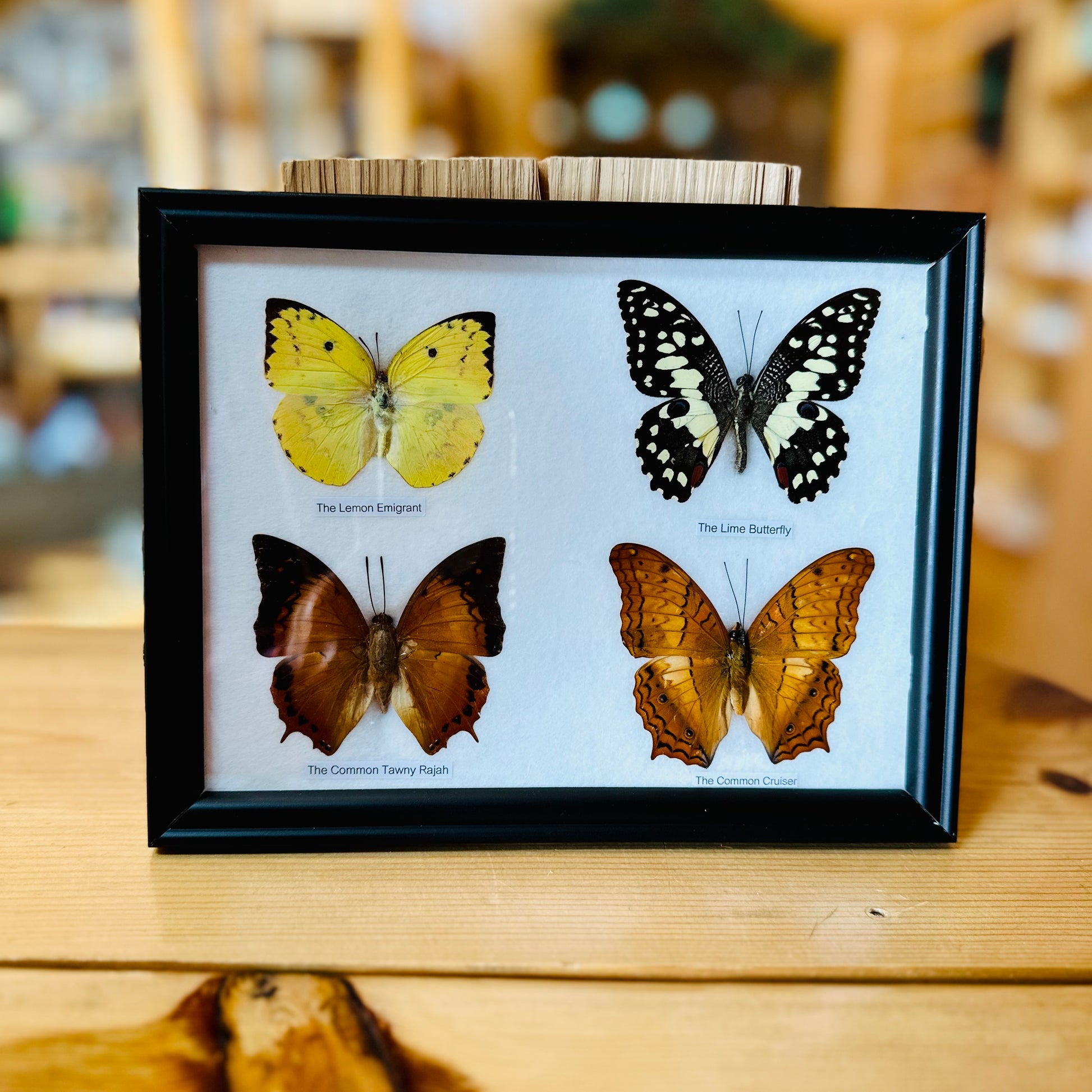 BUTTERFLY SPECIMENS FRAMED