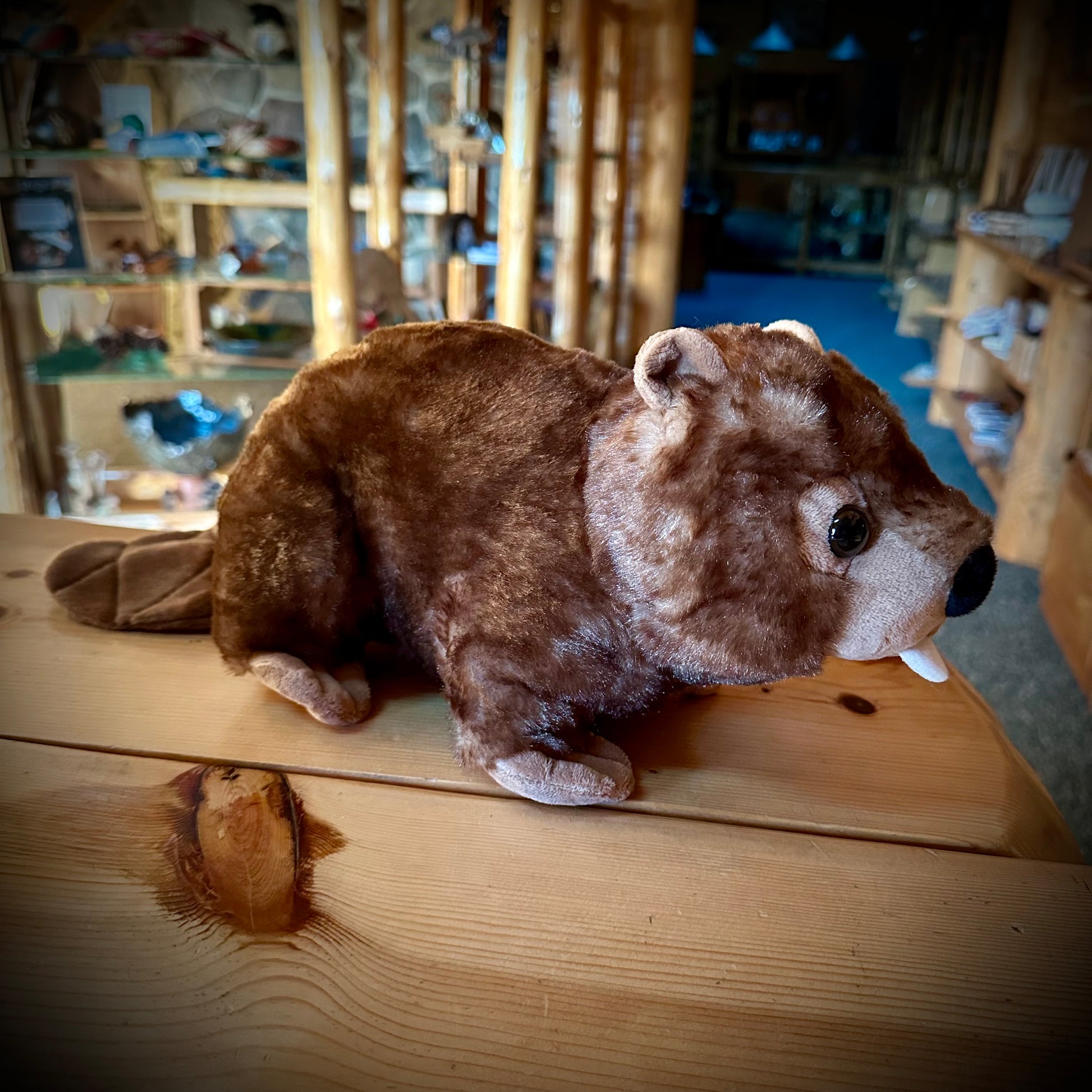 BEAVER 12”