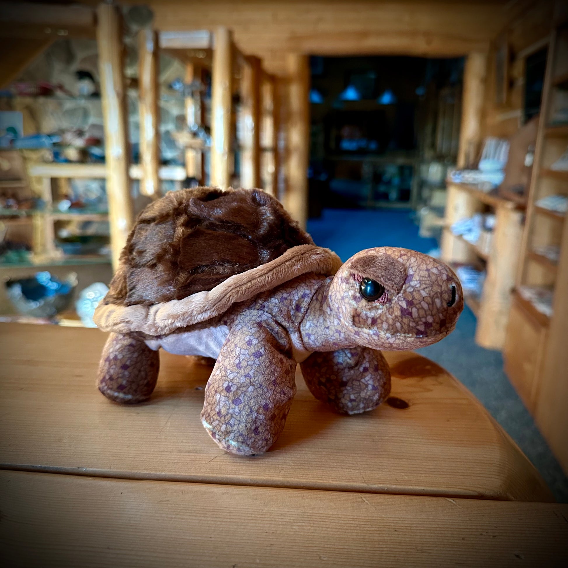 TURTLE 9”
