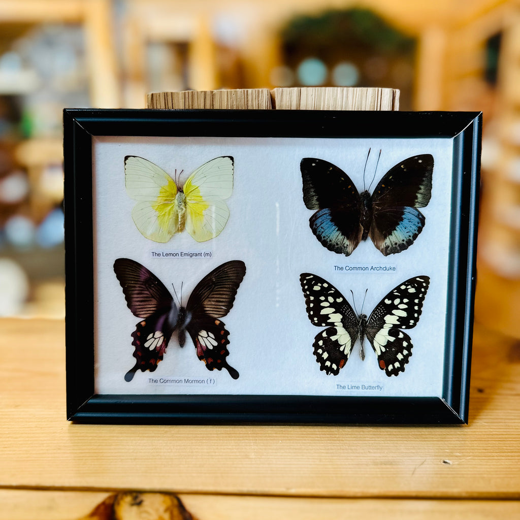 BUTTERFLY SPECIMENS FRAMED