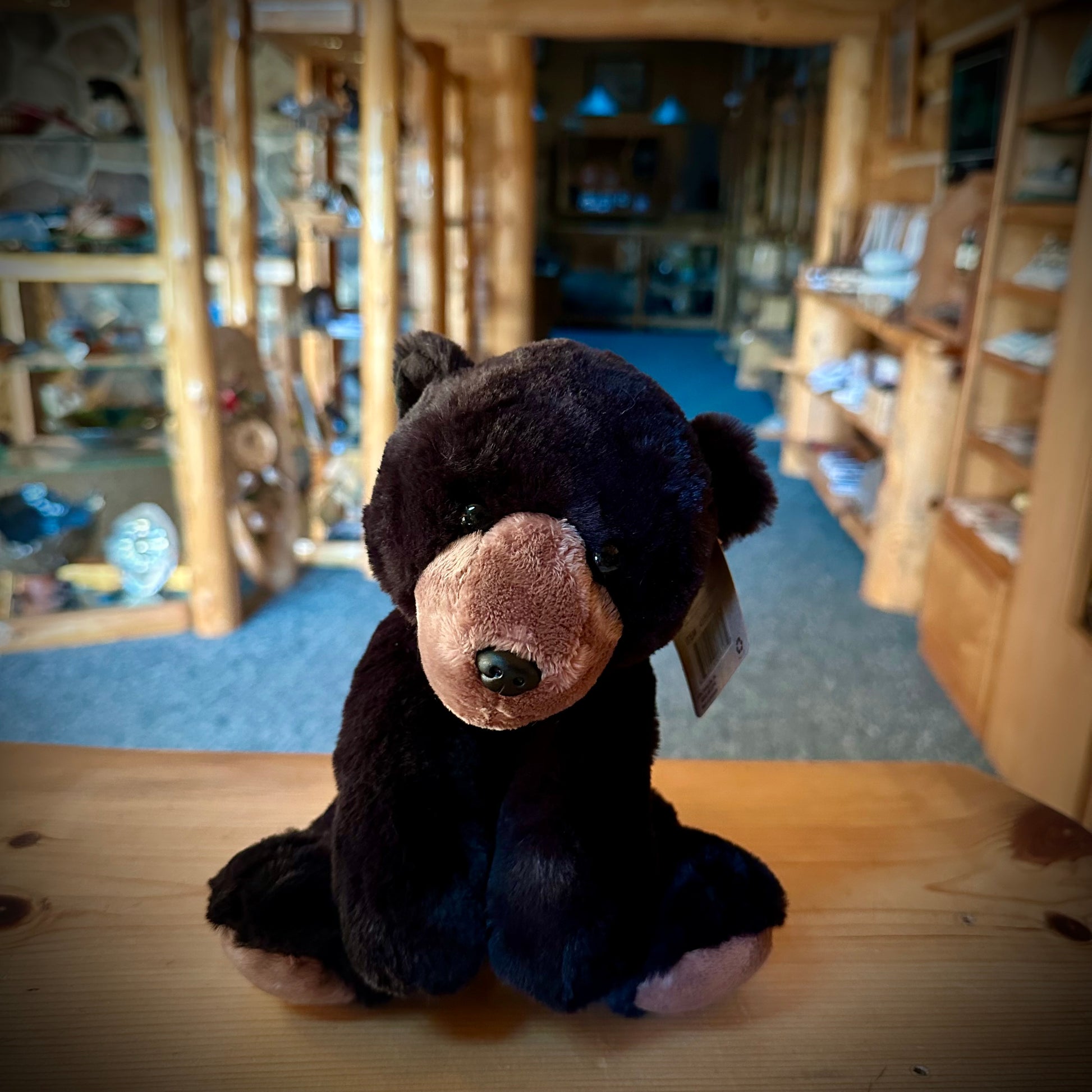 BLACK BEAR