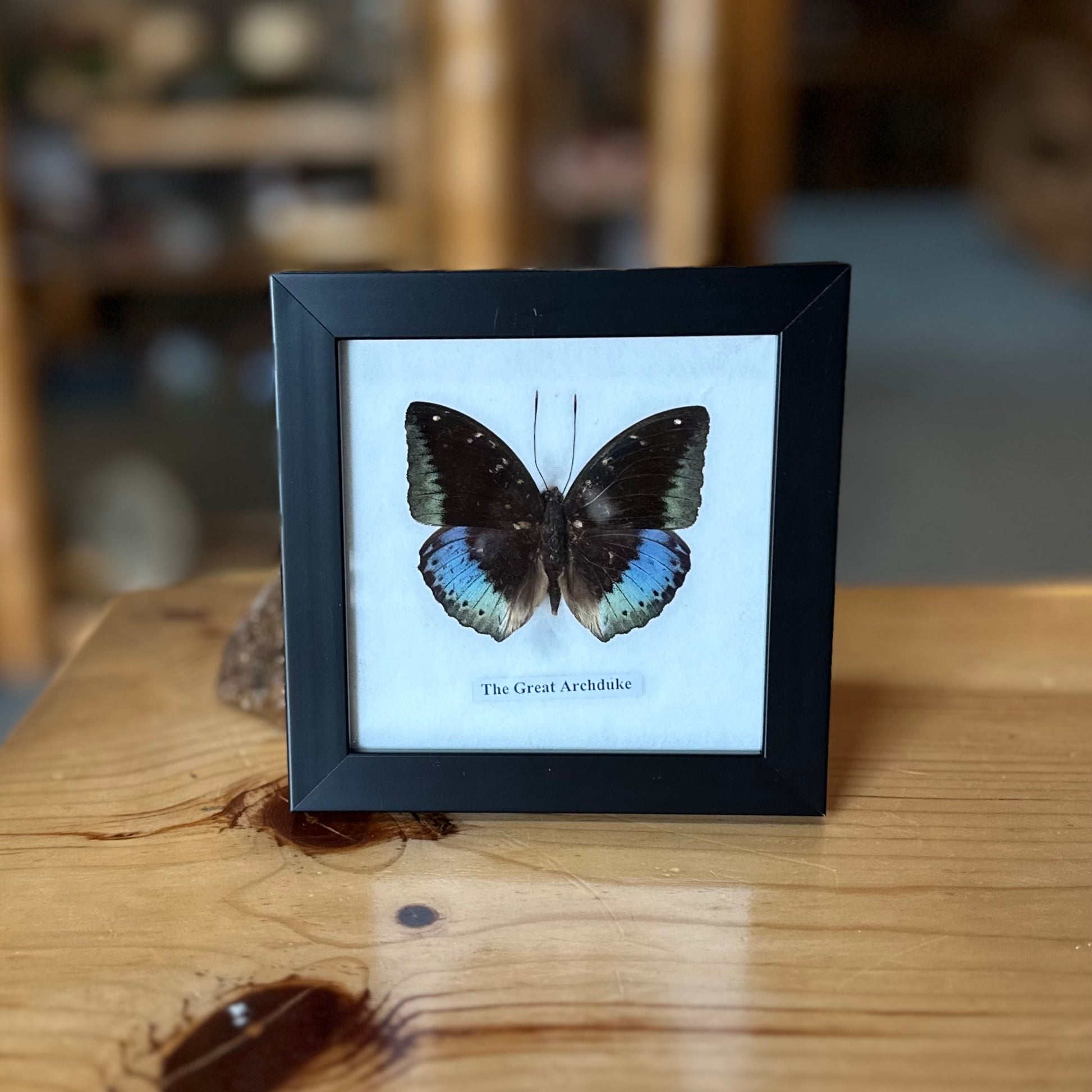 THE GREAT ARCHDUKE 4x4 FRAMED